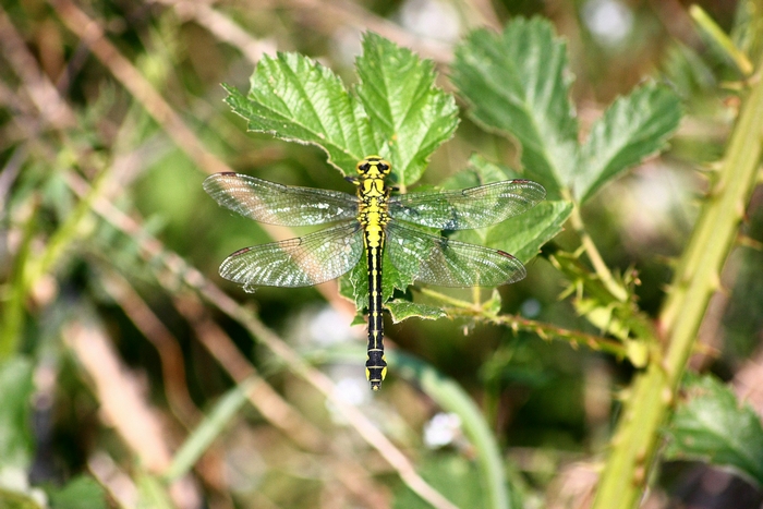 Libellula da ID 1